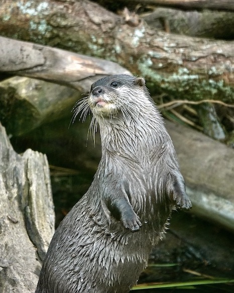 otter